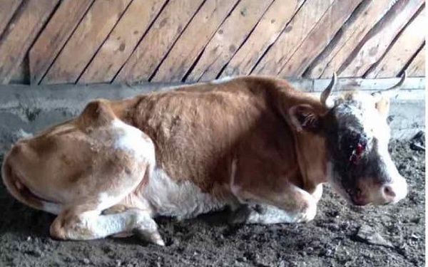 В пригородном районе Бурятии ищут хозяев больной коровы