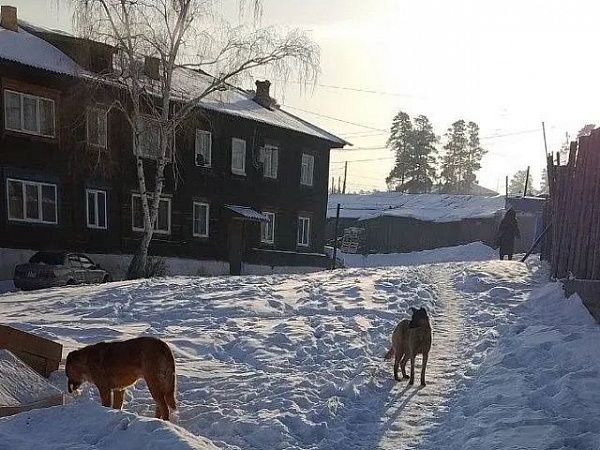 В Улан-Удэ прошёл межведомственный рейд по профилактике нападений безнадзорных животных