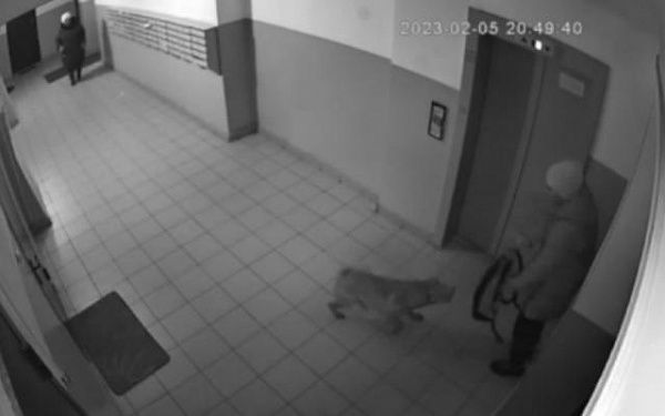 В Улан-Удэ оштрафуют владельца собаки, нападавшей в подъезде на жильцов