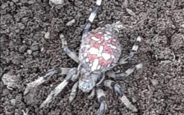 Житель Бурятии обнаружил ядовитого тарантула на картофельном поле 