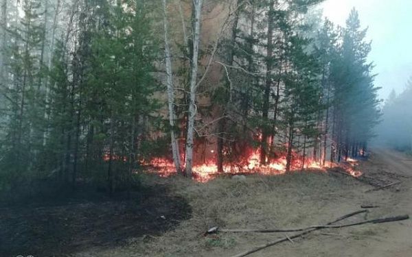 57 процентов лесных пожаров в Бурятии возникло из-за пала травы