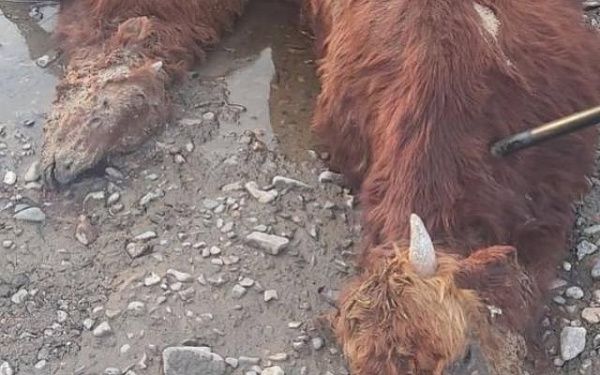 В районе Бурятии местным жителем были обнаружены трупы домашнего скота