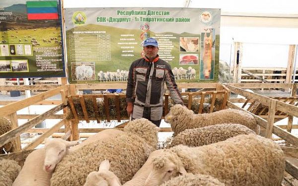 Делегация из Бурятии участвует в Российской выставке племенных овец и коз в Дагестане