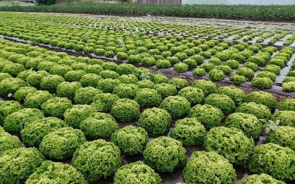В районе Бурятии выращивают салат не хуже, чем в Японии
