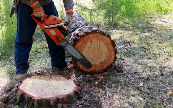 За неделю в Бурятии выявили шесть незаконных рубок деревьев 