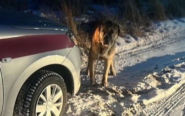 В Улан-Удэ росгвардейцы поймали агрессивную собаку