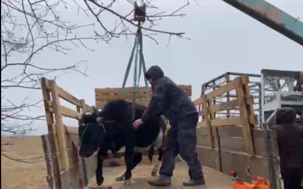 В пригороде Улан-Удэ "арестовали" свободно гуляющего бычка