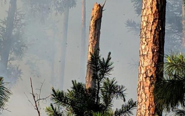В нацпарке в Бурятии горит лес на общей площади 950 га