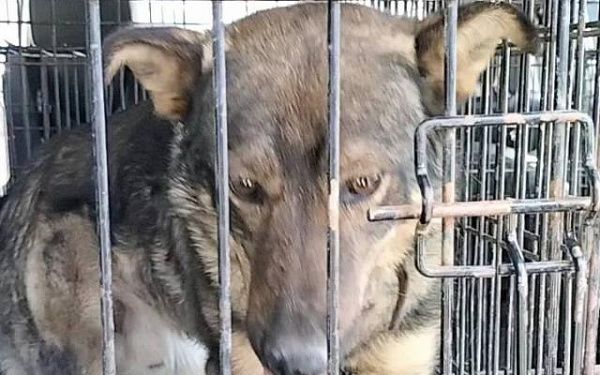 Улан-удэнцы стали чаще выпускать собак на самовыгул несмотря на штрафы