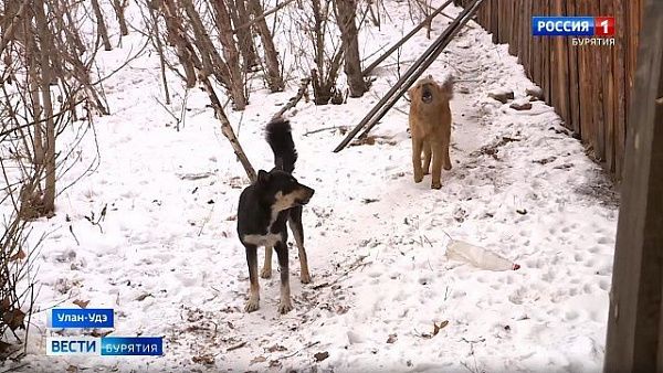 Судебные приставы взыскали компенсацию морального вреда для семьи жителя Бурятии, погибшего от укусов собак