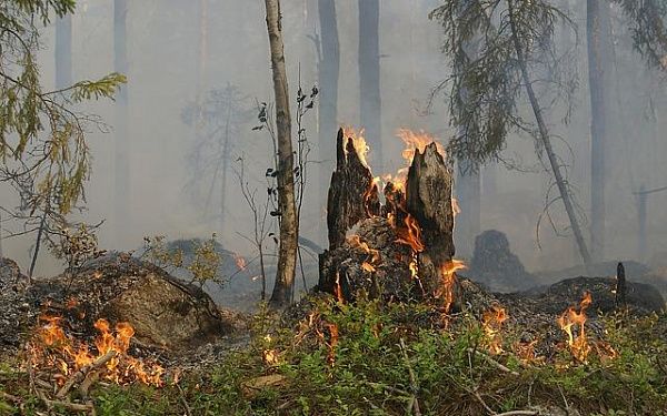В пригороде Улан-Удэ тушили лесной пожар