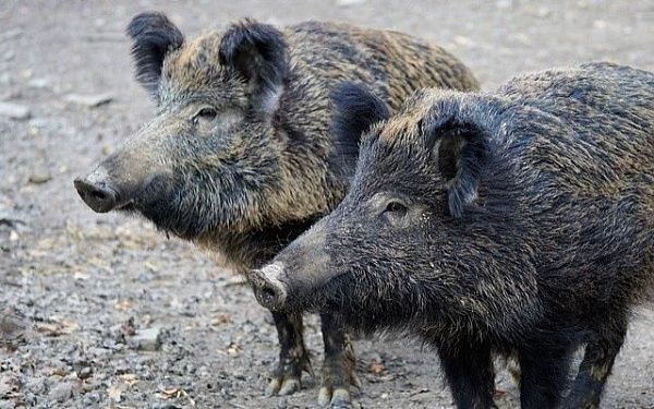 Специалисты Бурприроднадзора исследуют диких кабанов на африканскую чуму свиней