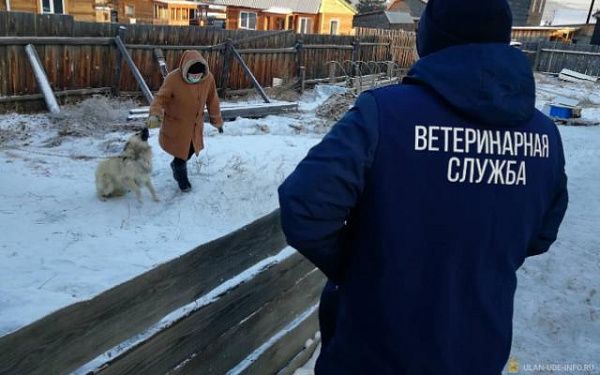В Улан-Удэ студенты помогают ветеринарам регистрировать и вакцинировать домашних животных