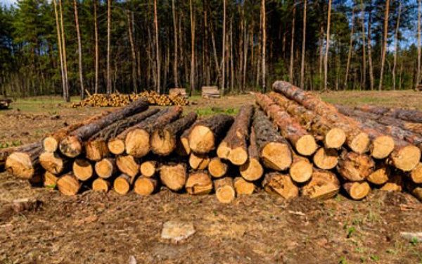 В Улан-Удэ экспортёр получил "условку" за незаконный вывоз древесины на 1 млн рублей
