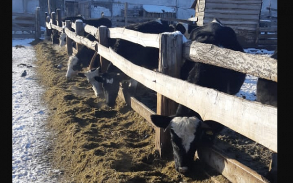 Более 600 тысяч сельхозживотных вошло в зимовку скота в Бурятии