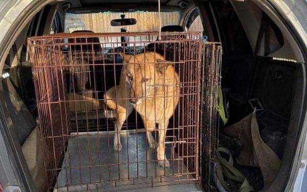 В микрорайоне Улан-Удэ проводят «собачий рейд»