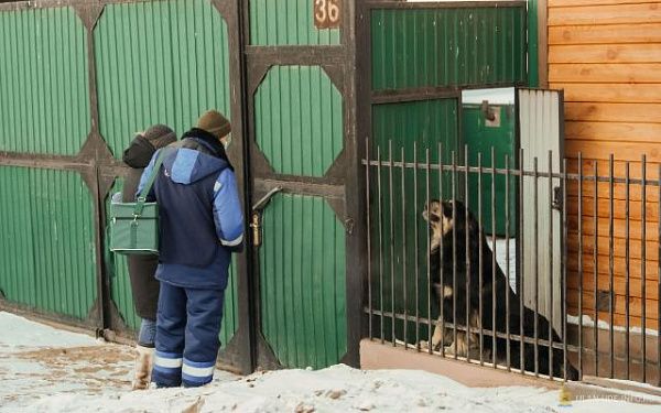 15 декабря в мкрн Солдатский пройдет большой рейд по отлову безнадзорных животных