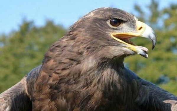 Благодаря оперативному реагированию природоохранной прокуратуры пресечена незаконная охота на редких птиц