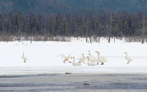 В Бурятии в устье реки были замечены более 200 лебедей-кликунов