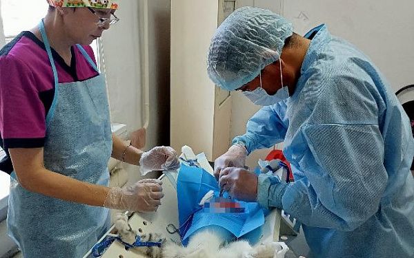Ветклиники Улан-Удэ приглашают на льготную стерилизацию кошек