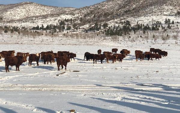 В Бурятии зимовку скота проходят более 700 тысяч сельскохозяйственных животных