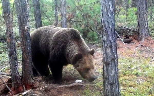 В Бурятии у медведей идет брачный период