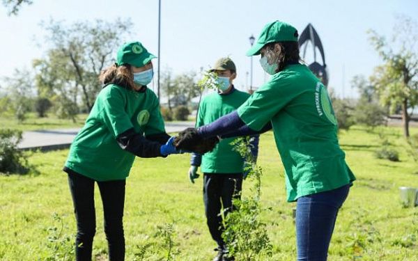 Более 23 тысяч деревьев и кустарников высадят по программе «Зеленый город»