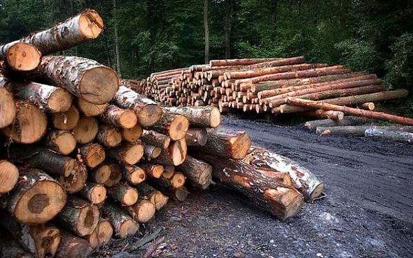 Заседании коллегий прокуратур Республики Бурятия и Забайкальского края по вопросам противодействия незаконному обороту древесины