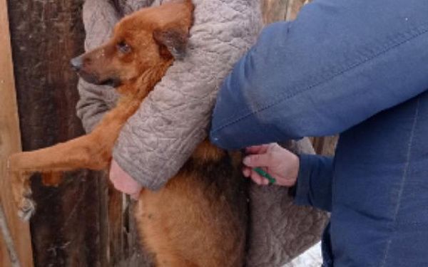 В Улан-Удэ с начала года подрядчики отловили тысячу безнадзорных собак