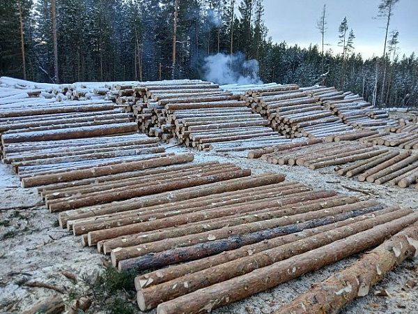 В Бурятии по иску Россельхознадзора суд обязал организацию оформлять карантинные сертификаты при вывозе древесины