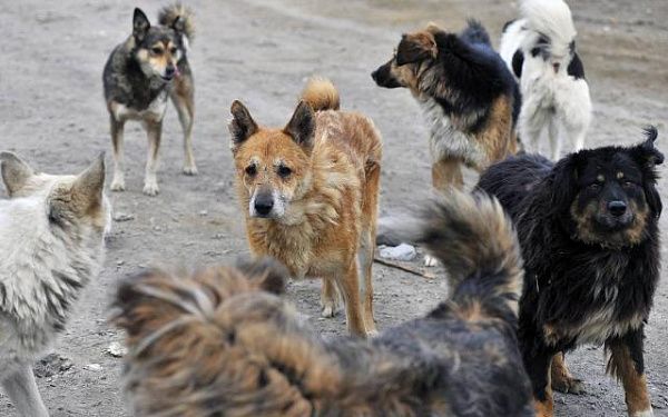 4000 агрессивных собак вернутся на волю, если будет отменен Указ главы Бурятии 