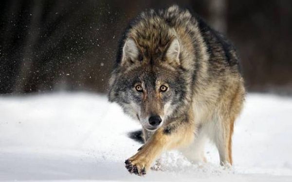 Волк задрал домашнюю собаку в селе Бурятии