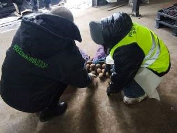 В декабре под контролем Россельхознадзора в Монголию отправлено более 500 тонн картофеля