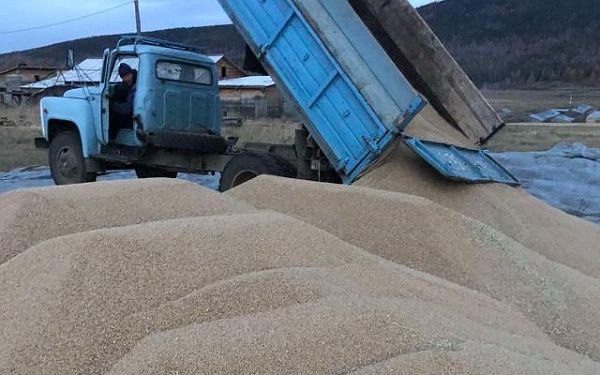 Уборку зерновых в Бурятии закончили семь районов из шестнадцати