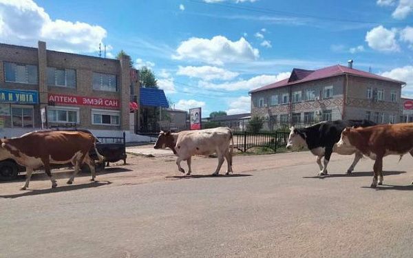 Бродячие безнадзорные коровы замечены в райцентре Бурятии