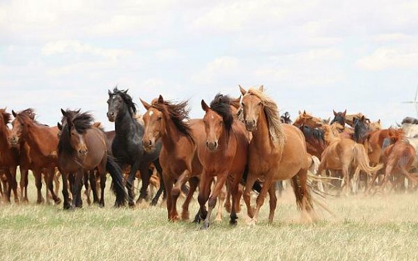 В Бурятии сразу четыре хозяйства претендуют на статус племенного репродуктора по разведению лошадей