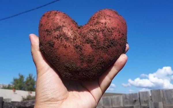 Картофельные сердца: Жители Бурятии хвастаются в соцсетях урожаем