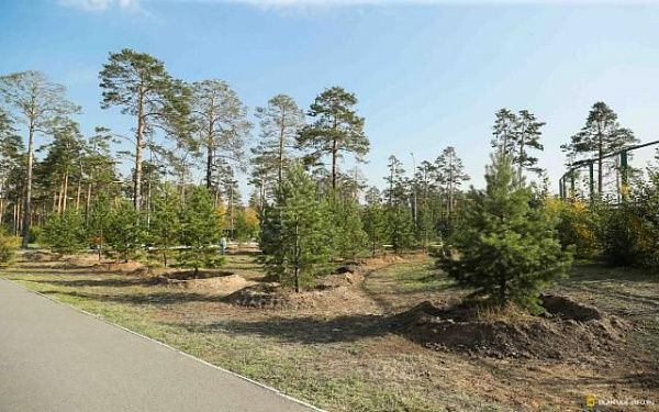 Деревья, высаженные в парках Улан-Удэ, стали выше на 30 сантиметров