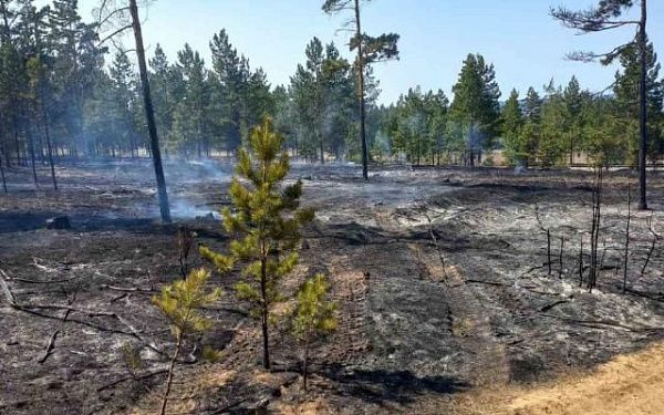 В Бурятии выявили виновника лесного пожара