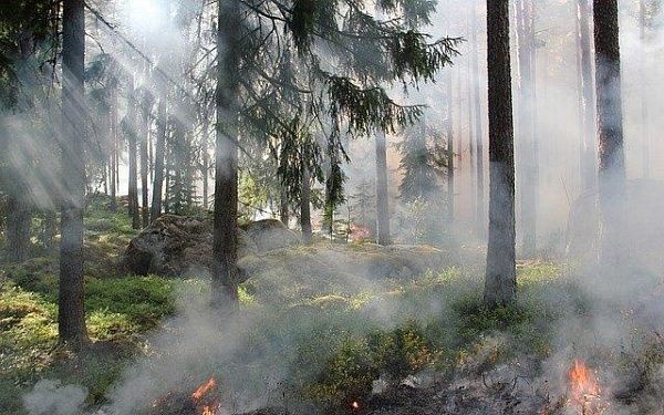 Генпрокуратура выявила в Бурятии недостаточное патрулирование лесов