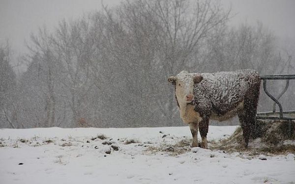 Зимовка скота в Бурятии проходит в штатном режиме