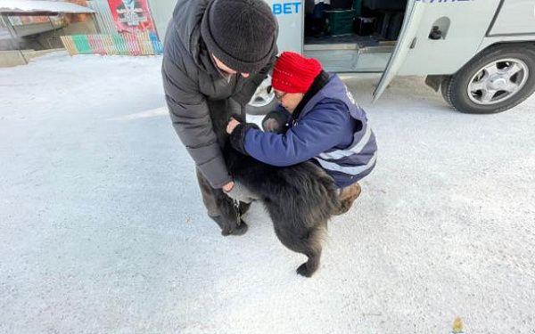 В Улан-Удэ ежедневно работают девять групп отлова безнадзорных собак