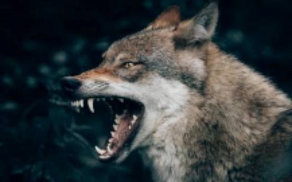 В Бурятии полицейский прикончил волка из табельного оружия
