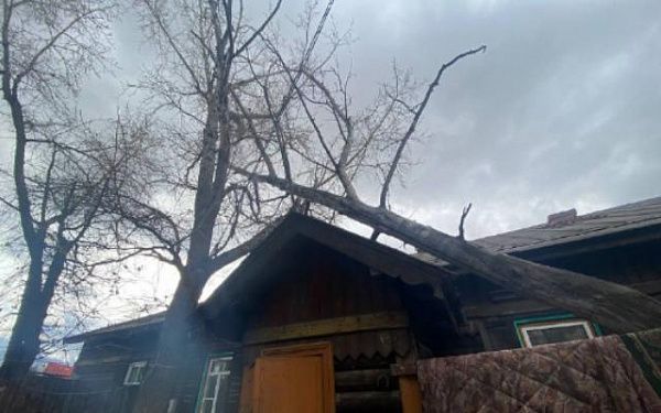 В Улан-Удэ студенты-волонтёры спилили дерево, упавшее на дом во время шторма