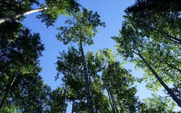 В Бурятии 10 млн рублей направят на защиту лесов 