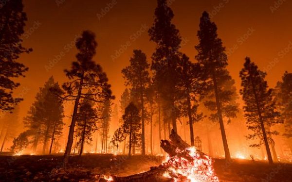 На территории ДФО увеличилось количество лесных пожаров на 17 процентов