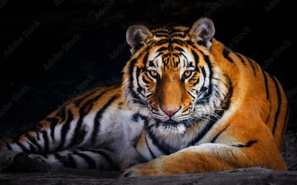 Из этнографического музея в Улан-Удэ сбежал тигр 