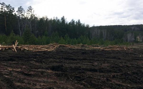 В Тарбагатайском районе за незаконную заготовку леса задержан местный житель