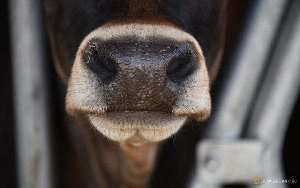 В Советском районе Улан-Удэ вакцинировали 537 голов домашнего скота от нодулярного дерматита