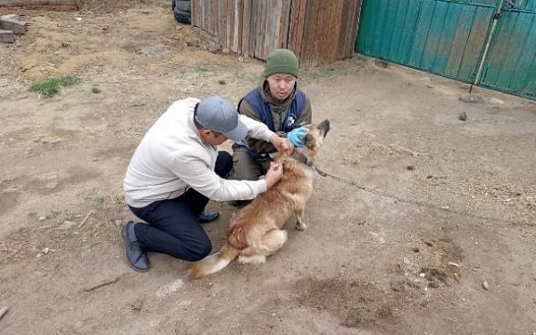 В Советском районе Улан-Удэ вакцинировали 26 собак
